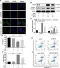 Anti-DDIT3/Chop Rabbit Monoclonal Antibody