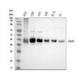 Anti-Bmi1 Rabbit Monoclonal Antibody