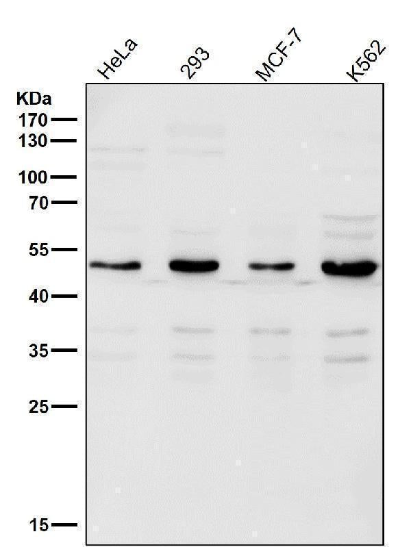 All lanes use the Antibody at 1:2K dilution for 1 hour at room temperature.