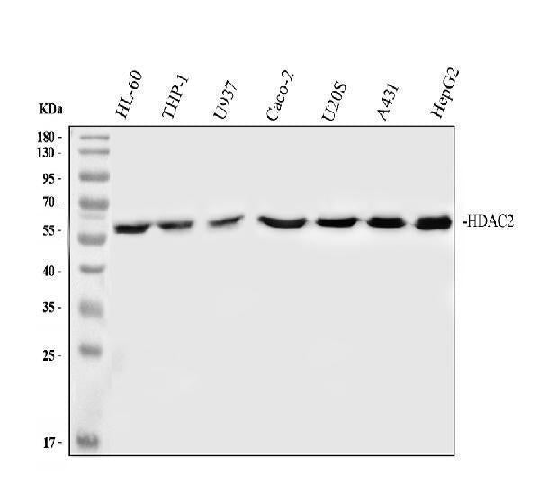 Anti-HDAC2/Histone Deacetylase 2 Rabbit Monoclonal Antibody