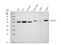 Anti-Beclin 1 Antibody Picoband® (monoclonal, 2D12A3)