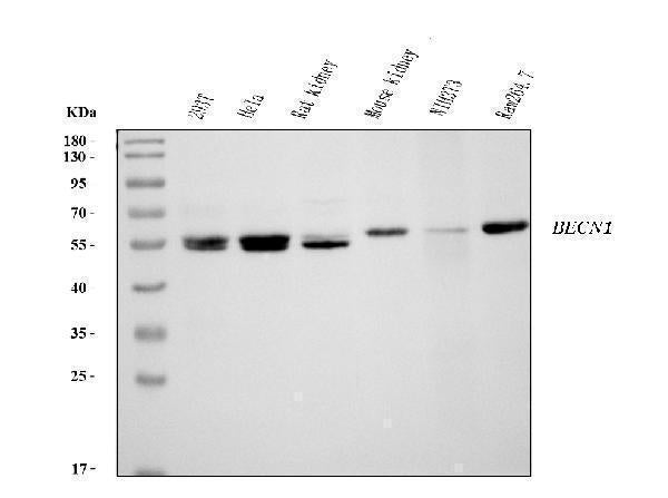 Anti-Beclin 1 Antibody Picoband® (monoclonal, 2D12A3)