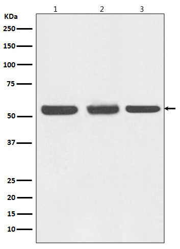Western blot analysis of Beclin 1 expression in (1) HEK293 cell lysate; (2) NIH/3T3 cell lysate; (3) C6 cell lysate.