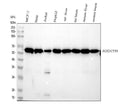 Anti-PODXL Monoclonal Antibody