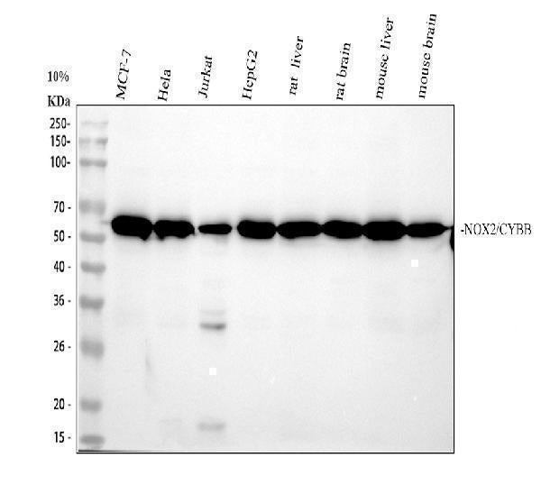 Anti-PODXL Monoclonal Antibody