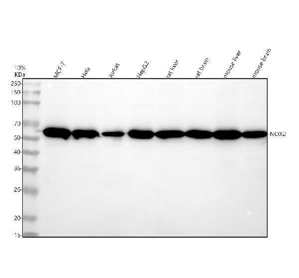 Anti-CYBB/Nox2 Rabbit Monoclonal Antibody