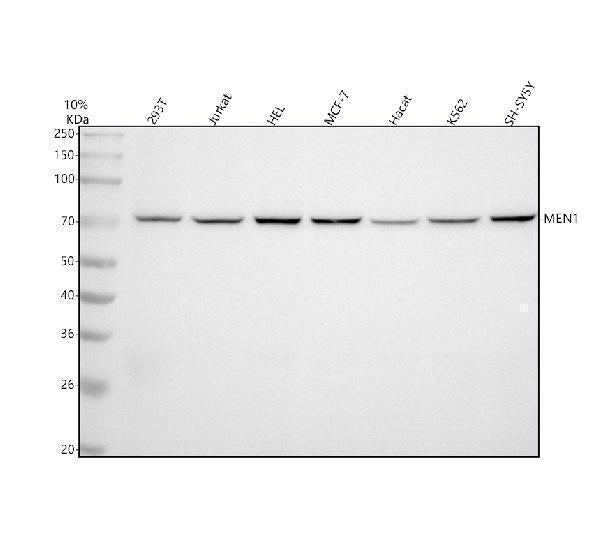 Anti-Menin MEN1 Monoclonal Antibody