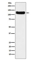 Western blot analysis of DDB1 expression in HeLa cell lysate.