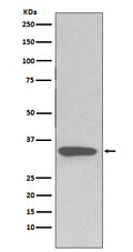 Western blot analysis of pro Caspase 3 expression in Jurkat cell lysate.