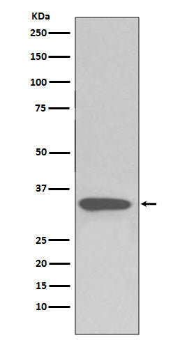 Western blot analysis of pro Caspase 3 expression in Jurkat cell lysate.