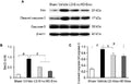 Anti-Caspase-3 p12 CASP3 Rabbit Monoclonal Antibody