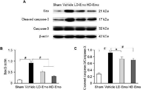 Anti-Caspase-3 p12 CASP3 Rabbit Monoclonal Antibody