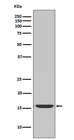 Western blot analysis of active Caspase-3 expression in Jurkat cell lysate treated with Camptothecin.