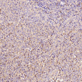 Anti-active + pro Caspase 3 CASP3 Rabbit Monoclonal Antibody
