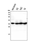 Anti-Caspase-3 Antibody Picoband® (monoclonal, 8B6)