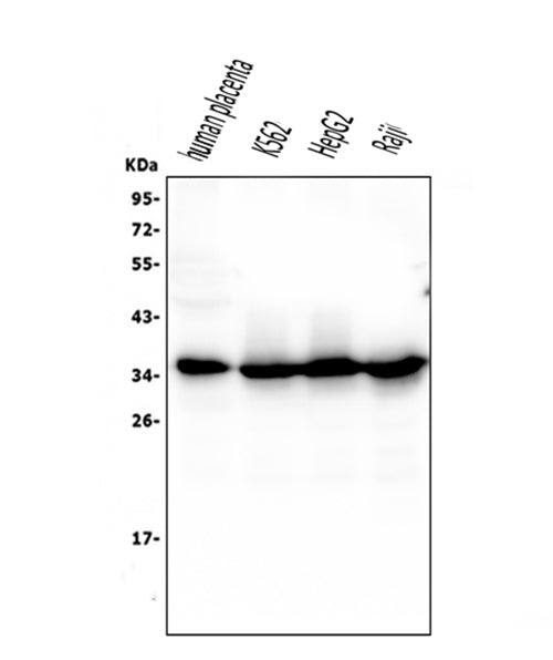 Anti-Caspase-3 Antibody Picoband® (monoclonal, 8B6)