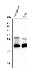 Anti-Caspase-3 Antibody Picoband® (monoclonal, 15G8)