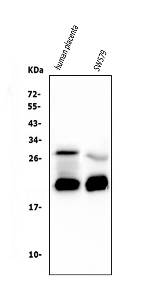 Anti-Caspase-3 Antibody Picoband® (monoclonal, 15G8)