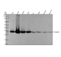 Anti-pro Caspase 3 CASP3 Rabbit Monoclonal Antibody