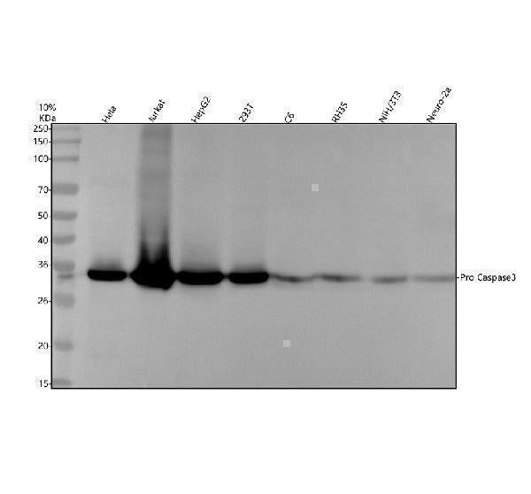 Anti-pro Caspase 3 CASP3 Rabbit Monoclonal Antibody