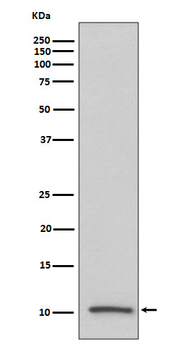 Western blot analysis of IGF2 expression in human serum lysate.