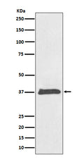Western blot analysis of BMP2 expression in HeLa cell lysate.