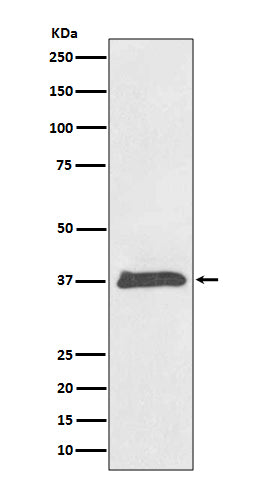 Western blot analysis of BMP2 expression in HeLa cell lysate.