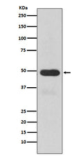 Western blot analysis of Cytochrome P450 3A4 expression in Human fetal liver lysate.