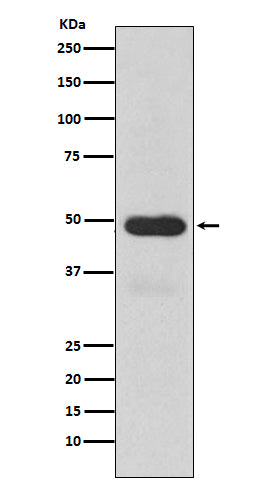 Western blot analysis of Cytochrome P450 3A4 expression in Human fetal liver lysate.
