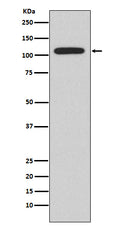 Western blot analysis of NFAT2 expression in Ramos cell lysate.