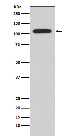 Western blot analysis of NFAT2 expression in Ramos cell lysate.