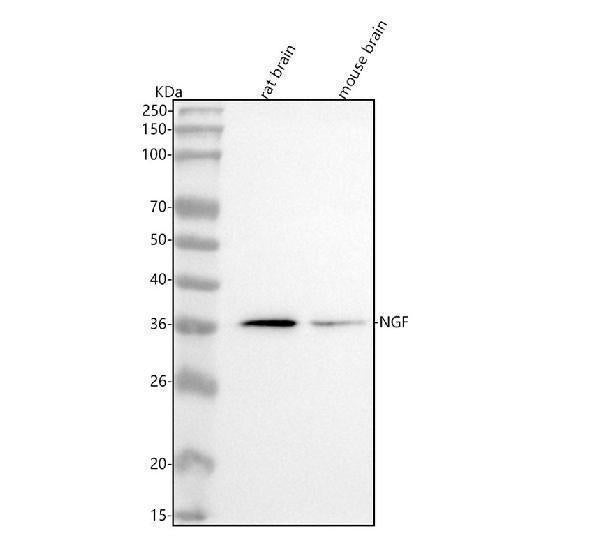 Anti-NGF/Beta Ngf Rabbit Monoclonal Antibody