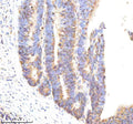 Anti-Tissue Factor Rabbit Monoclonal Antibody