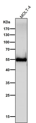 Anti-CD4 Rabbit Monoclonal Antibody