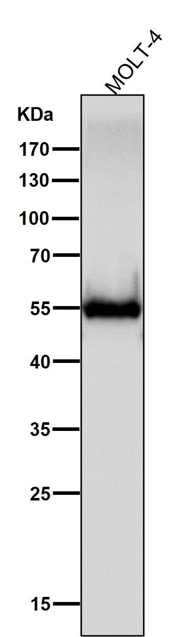 Anti-CD4 Rabbit Monoclonal Antibody