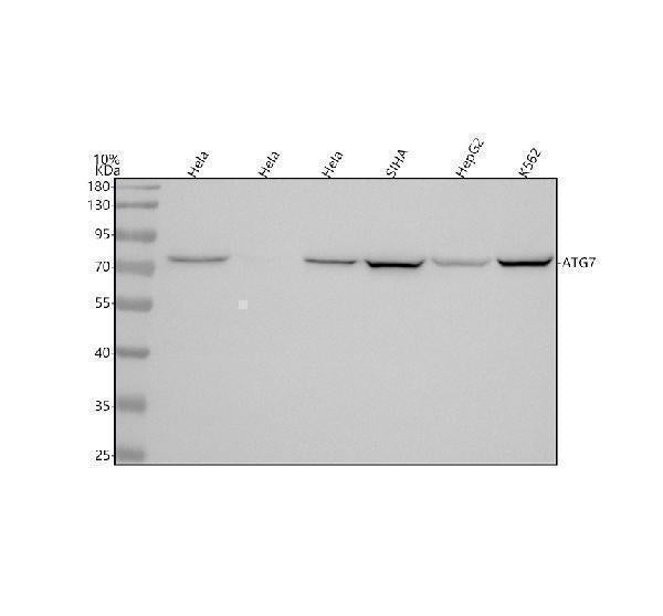 Anti-Atg7 (Apg7) Monoclonal Antibody