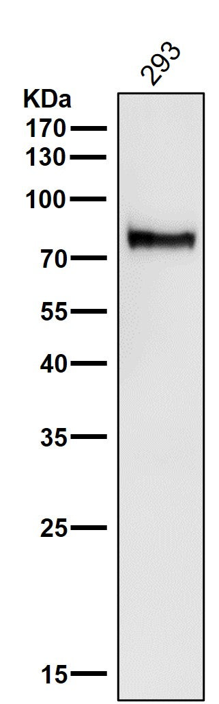 All lanes use the Antibody at 1:1W dilution for 1 hour at room temperature.