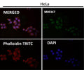 Immunofluorescent analysis using the Antibody at 1:150 dilution.