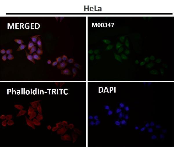 Immunofluorescent analysis using the Antibody at 1:150 dilution.