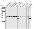 All lanes use the Antibody at 1:3K dilution for 1 hour at room temperature.