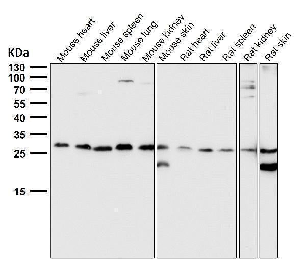 All lanes use the Antibody at 1:3K dilution for 1 hour at room temperature.