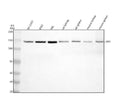 Anti-Leptin Receptor LEPR Rabbit Monoclonal Antibody
