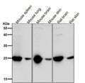 All lanes use the Antibody at 1:1W dilution for 1 hour at room temperature.
