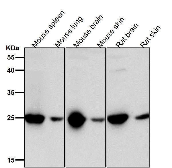 All lanes use the Antibody at 1:1W dilution for 1 hour at room temperature.