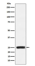 Western blot analysis of GRB2 expression in HEK293 cell lysate.