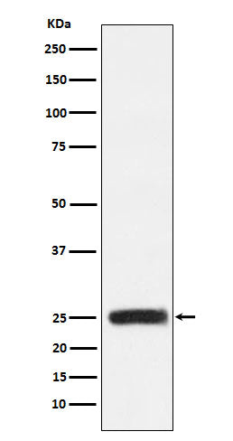 Western blot analysis of GRB2 expression in HEK293 cell lysate.