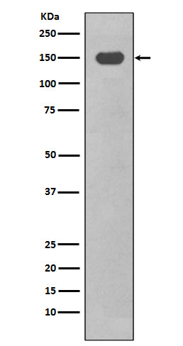 Anti-CD11c ITGAX Rabbit Monoclonal Antibody