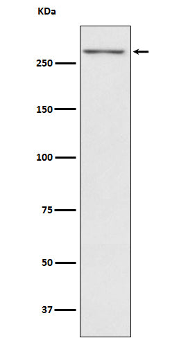 Western blot analysis of Thyroglobulin expression in Human thyroid lysate.