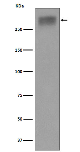 Western blot analysis of Thyroglobulin expression in Human thyroid lysate.
