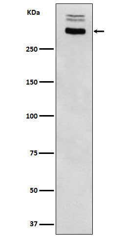 Western blot analysis of Thyroglobulin expression in Human thyroid lysate lysate.